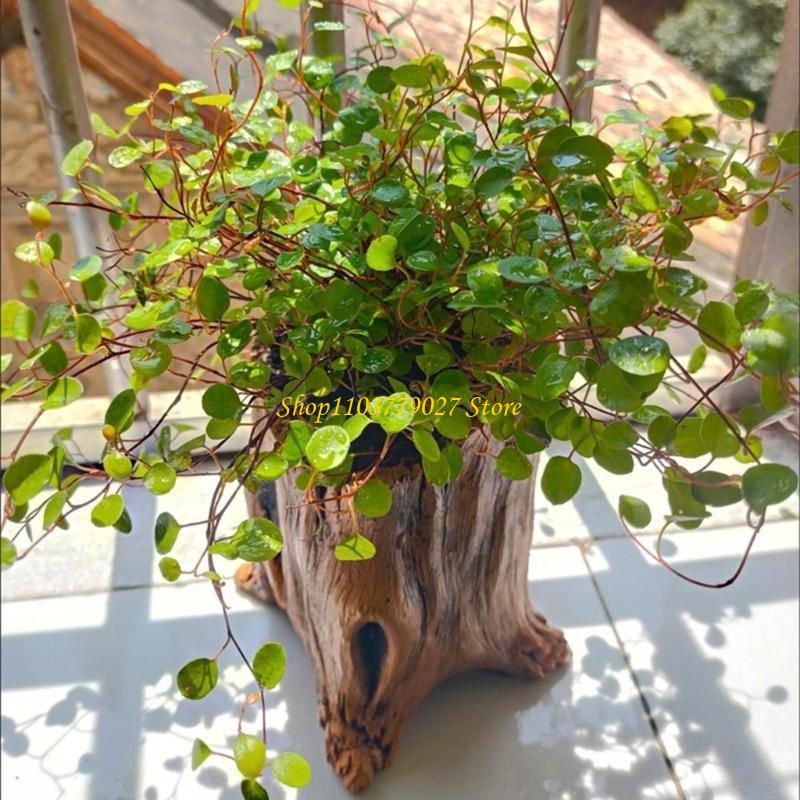 C4DF Vintage Cement Planter wi - огляд і ціна Bonsai Garden Design
